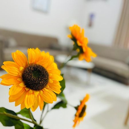 Albis Apartment 1 티라나 외부 사진