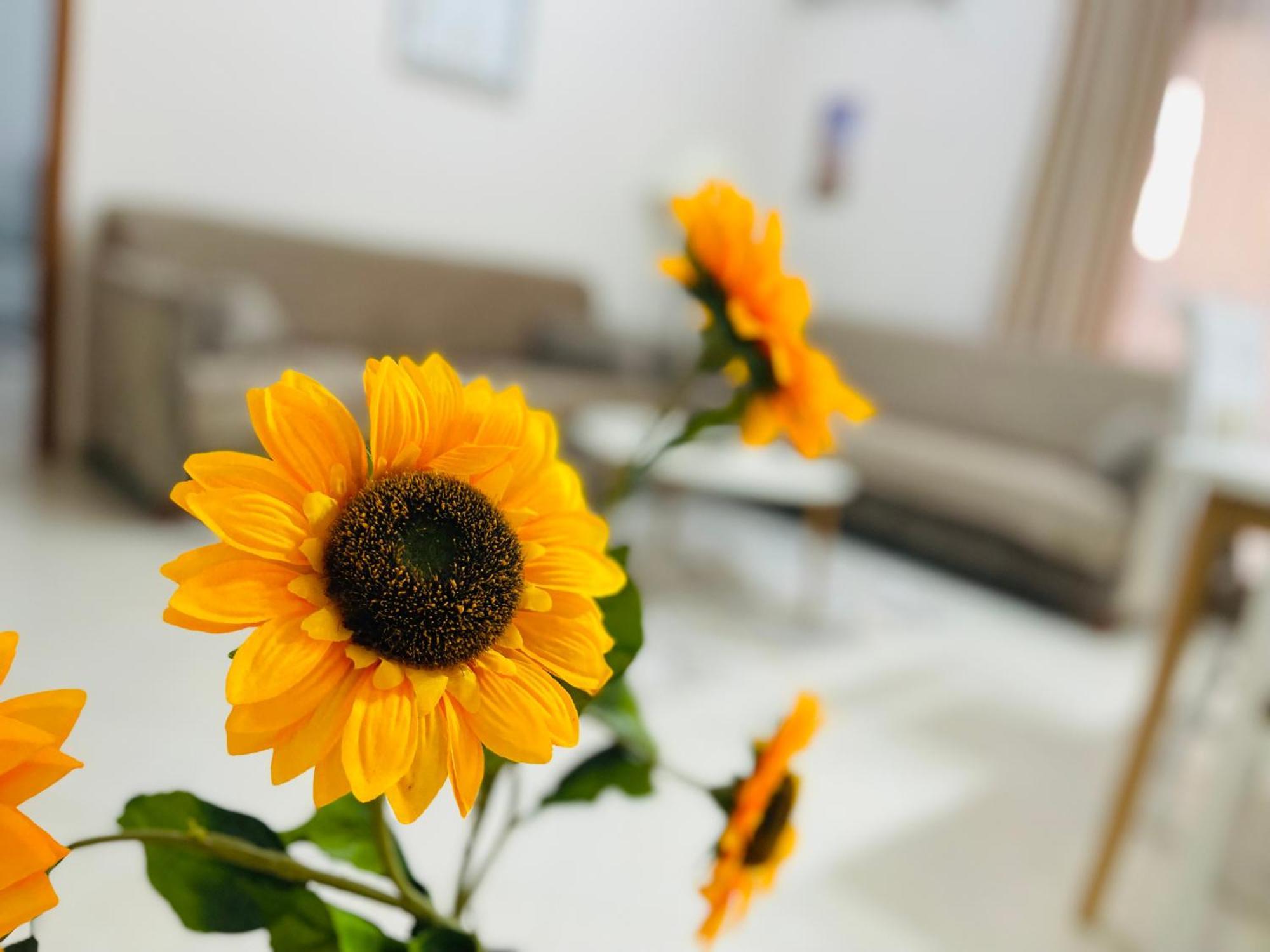 Albis Apartment 1 티라나 외부 사진